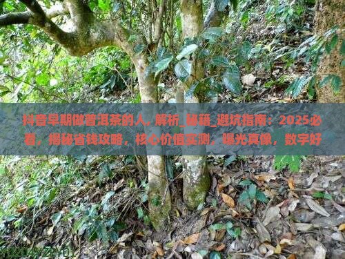 抖音早期做普洱茶的人