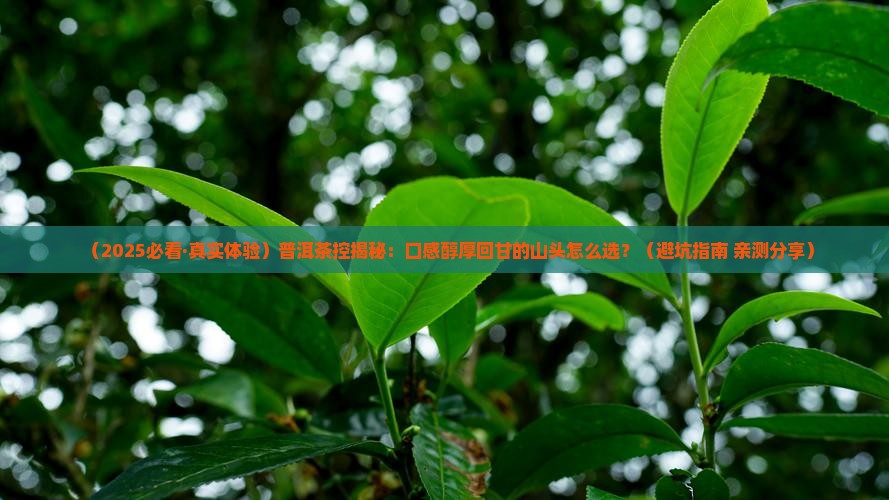 普洱茶口感醇厚回甘的山头