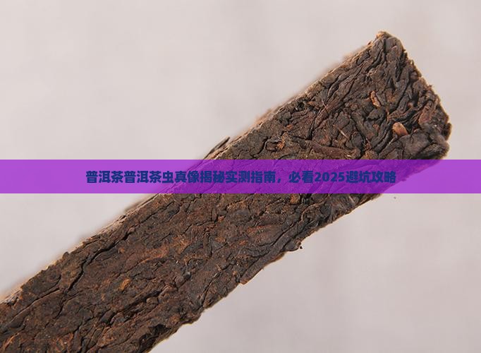 普洱茶的茶虫是白色的吗