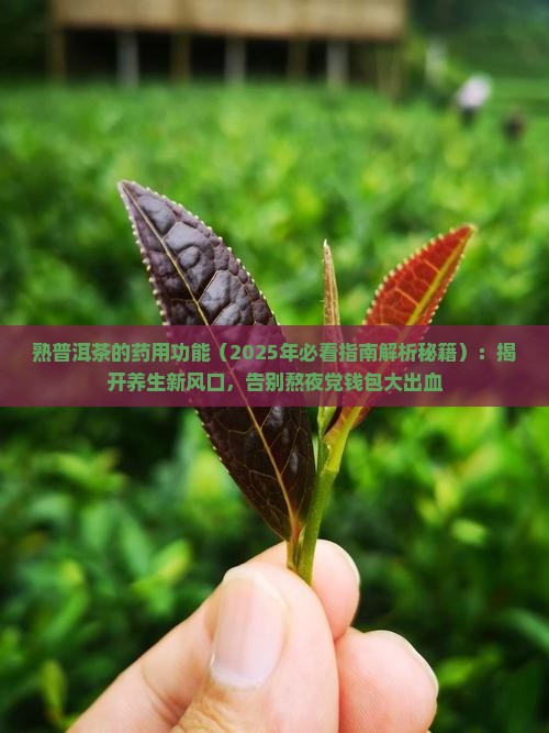 熟普洱茶的药用功能