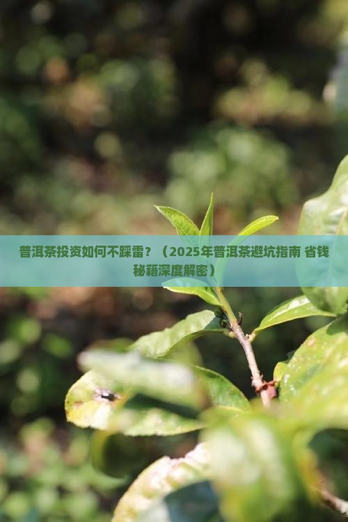 普洱茶的十大建议