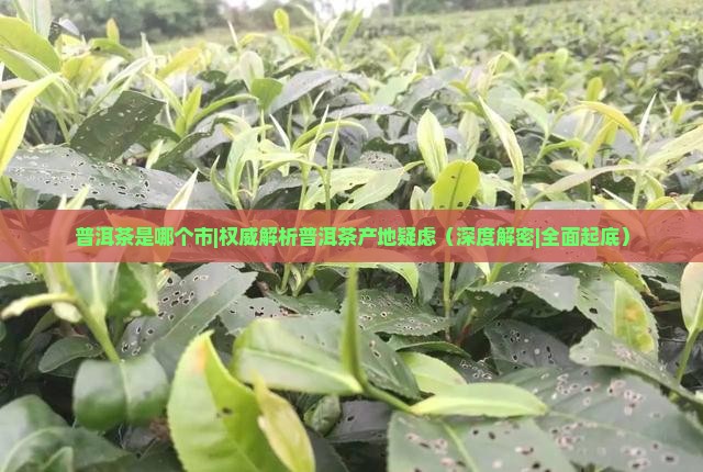 普洱茶是哪个市
