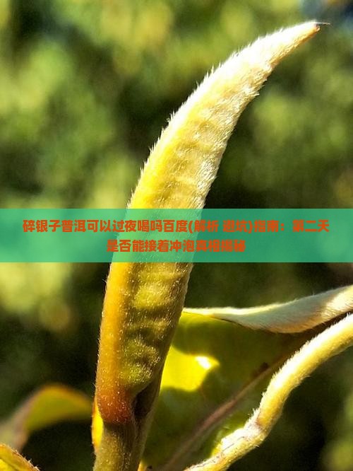 碎银子普洱可以过夜喝吗百度