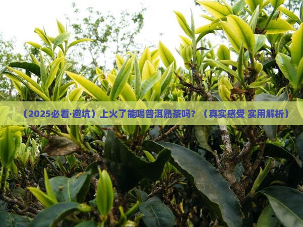 上火能喝普洱熟茶吗
