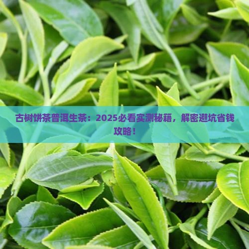 古树饼茶普洱茶生茶
