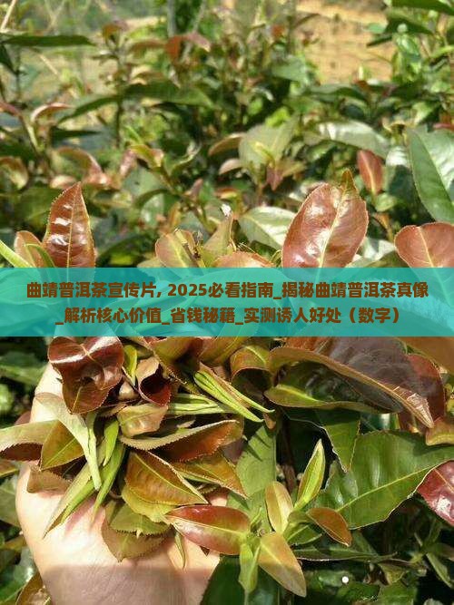 曲靖普洱茶宣传片