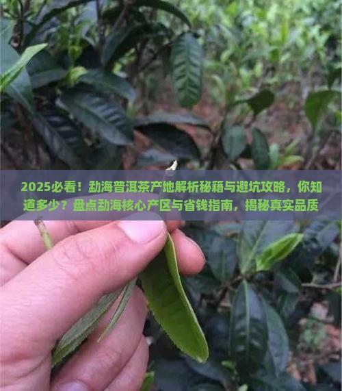 勐海的普洱茶有哪一些产地