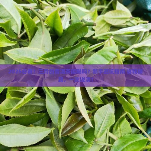 三月的普洱茶能喝吗 三月的普洱茶能喝吗