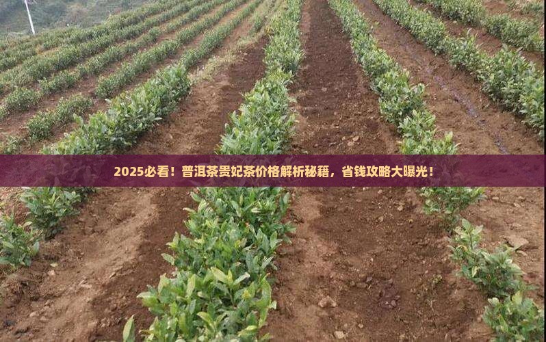 普洱茶贵妃茶的价格