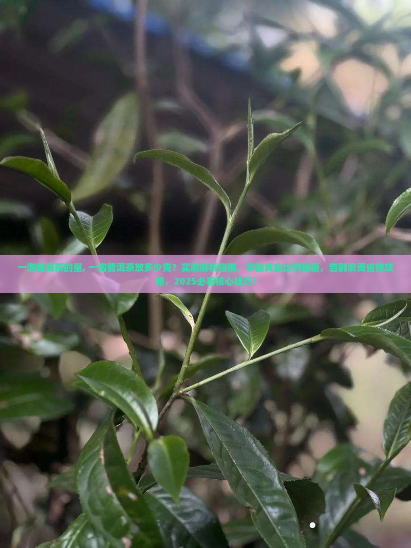 一泡普洱茶的量