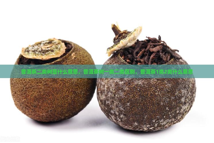 普洱茶二类树是什么意思