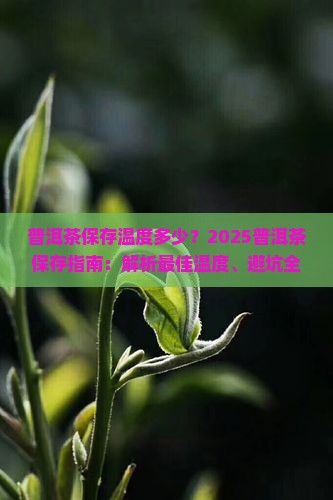 普洱茶保存事宜温度多少