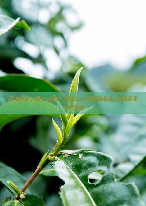 高血压的人喝什么茶好