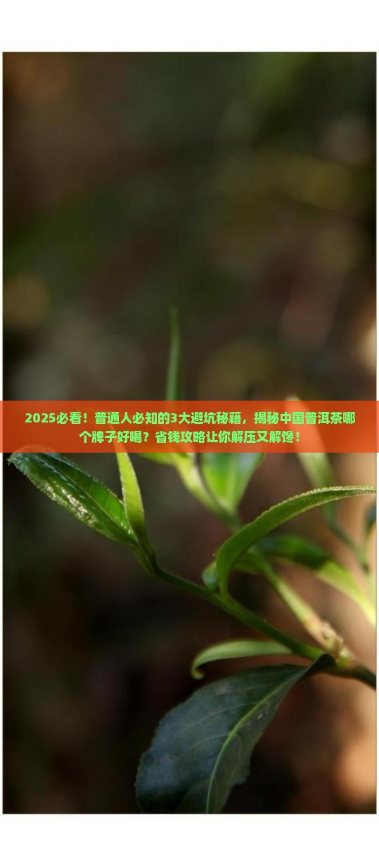 中国普洱茶哪个牌子好喝