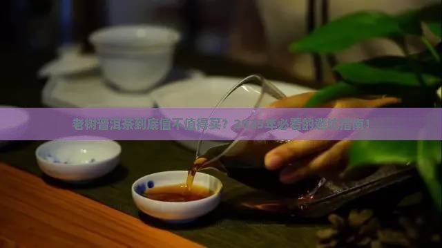 老树普洱茶等级