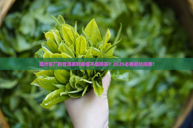 普洱茶临沧茶厂