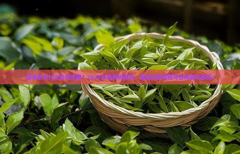 普洱茶为什么会有虫眼