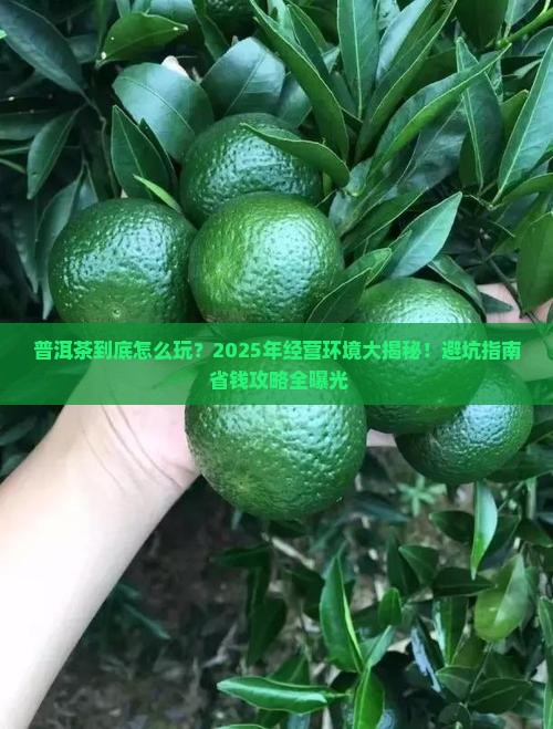 普洱茶的经营环境