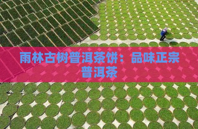 雨林古树熟普洱茶饼