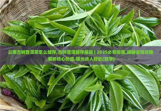 云南古树普洱茶怎么储存