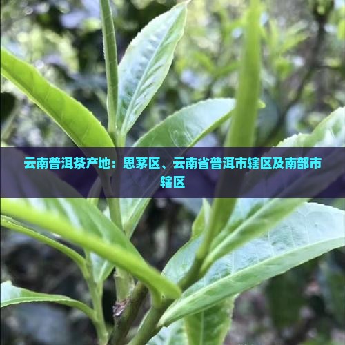 云南产普洱茶的地区
