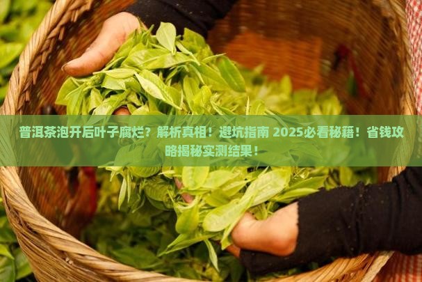 普洱茶泡开后叶子腐烂