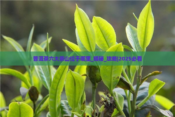 普洱茶六大茶山位于哪里