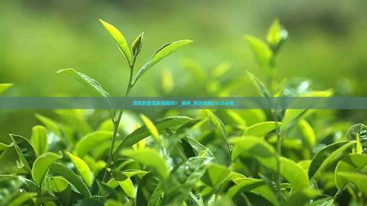 现在的普洱茶能喝吗