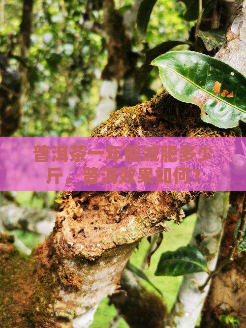 普洱茶一年能减肥多少斤
