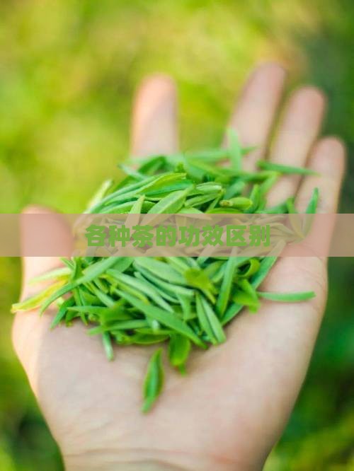 各种茶的功效区别