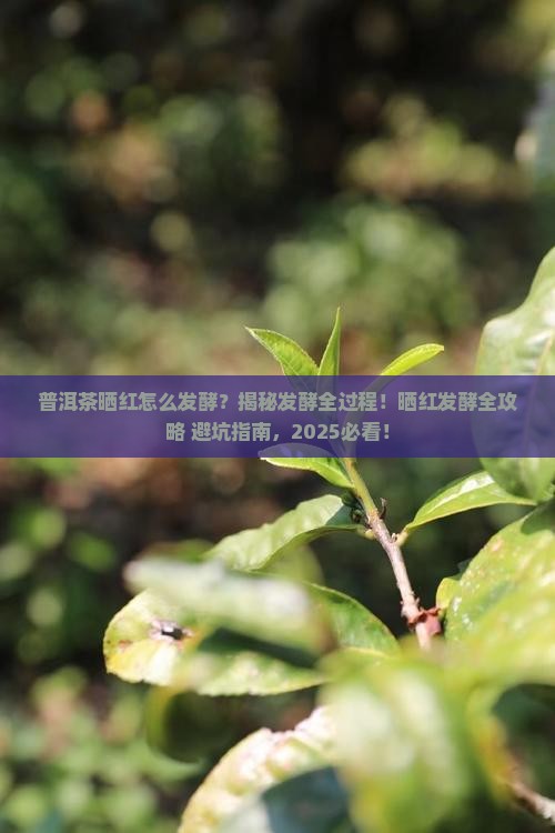 普洱茶晒红怎么发酵