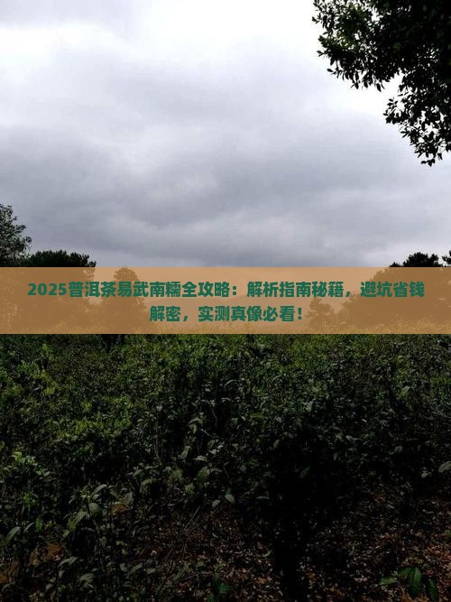 普洱茶易武南糯 普洱茶易武南糯