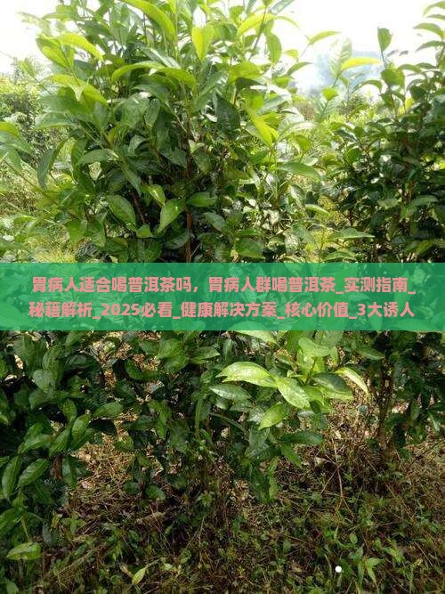 胃病人适合喝普洱茶吗