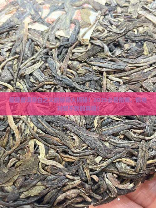 福建普洱茶白之父