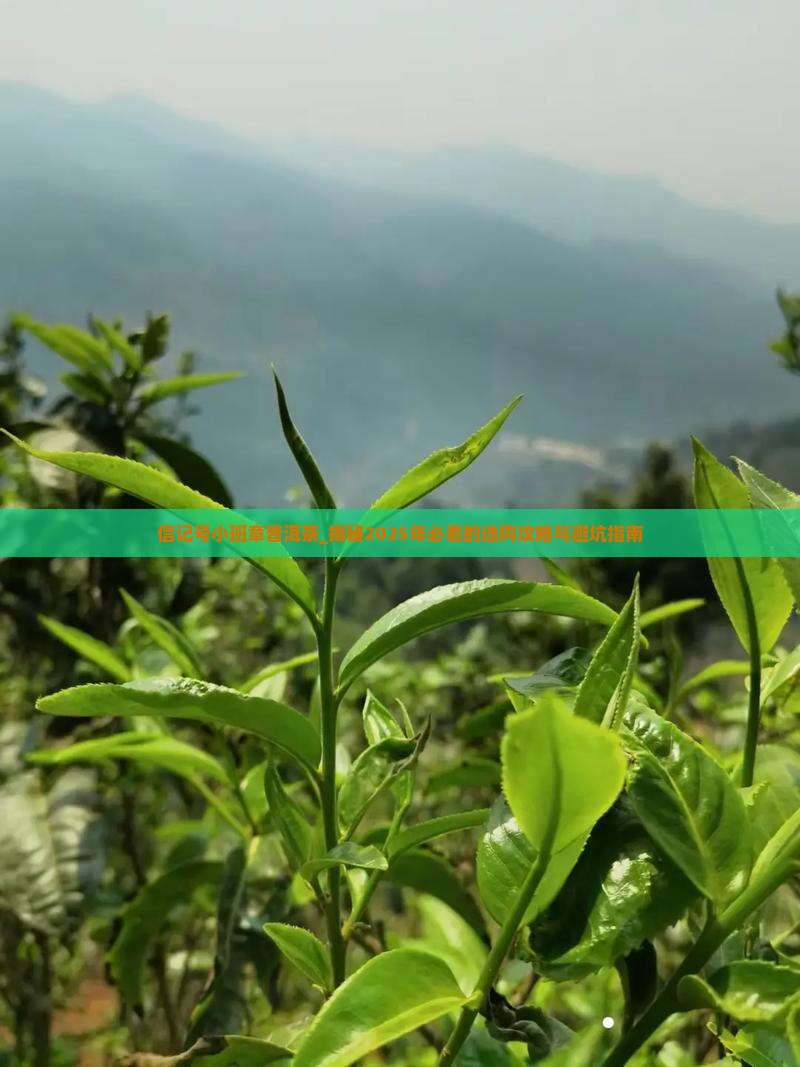 信记号小班章普洱茶