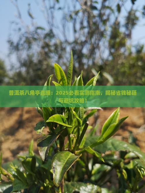 普洱茶八角亭直播