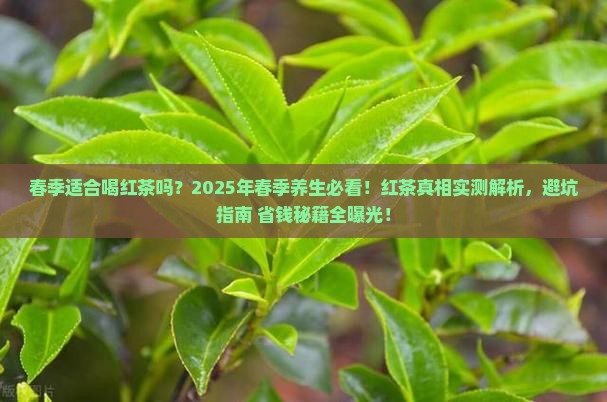 春季适合喝红茶吗