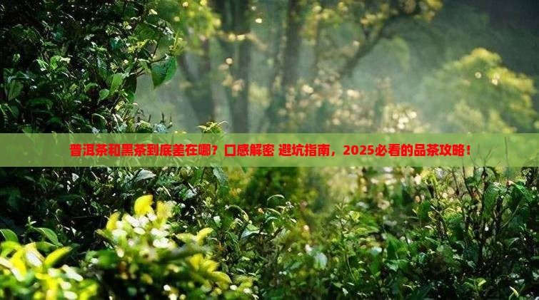普洱茶和黑茶的口感的区别