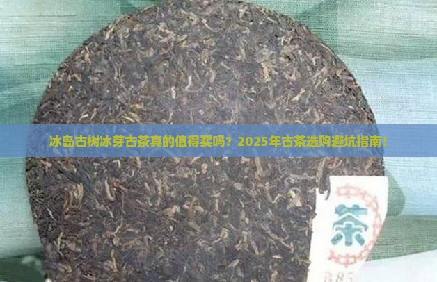 冰岛古树冰芽古茶 冰岛古树冰芽古茶