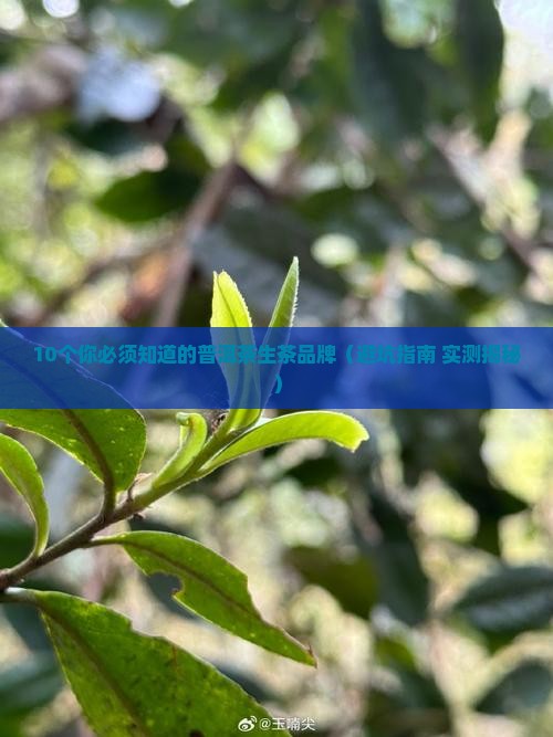 普洱茶生茶有什么品牌
