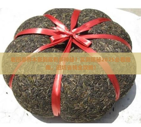 老班章乔木茶算什么茶