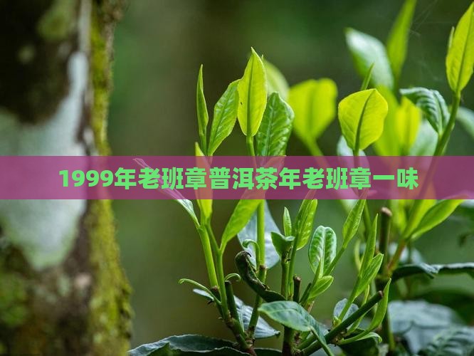1999年鑫隆一山一味老班章
