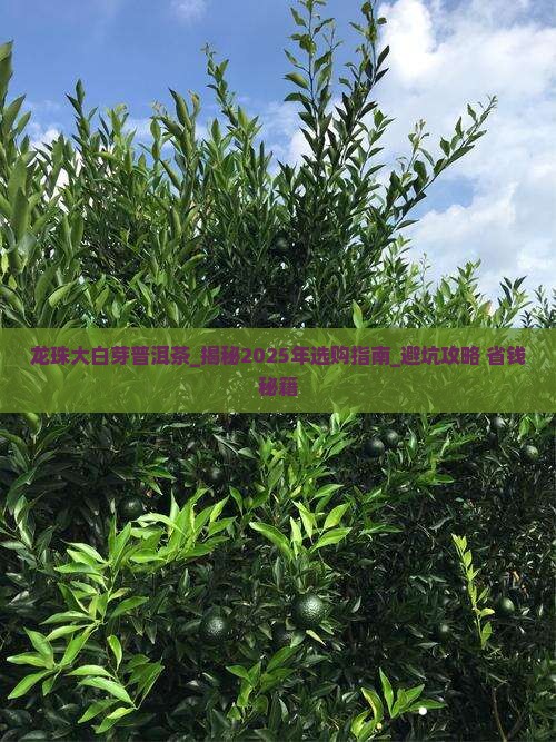 龙珠大白芽普洱茶