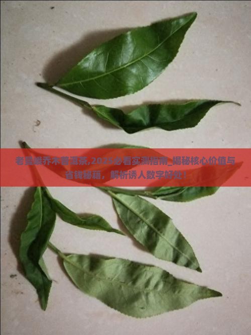 老曼峨乔木普洱茶