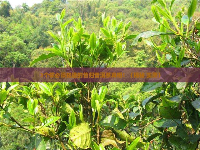 昔归普洱茶种类