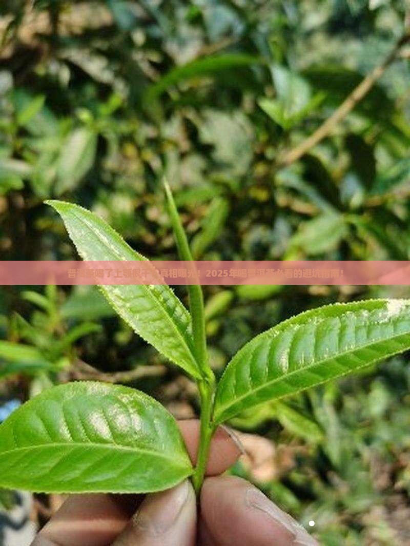 普洱茶喝了上颚很干