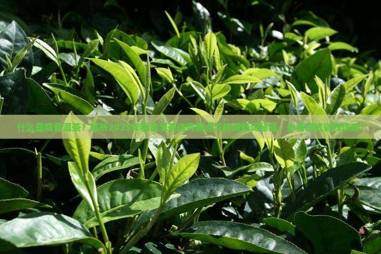 什么是糯普洱茶