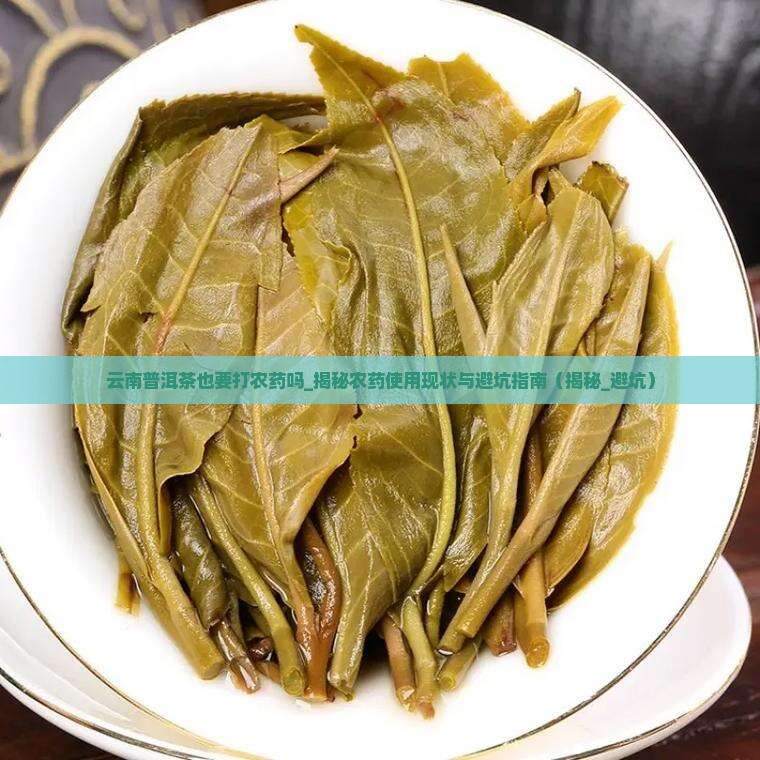 云南普洱茶也要打农药吗