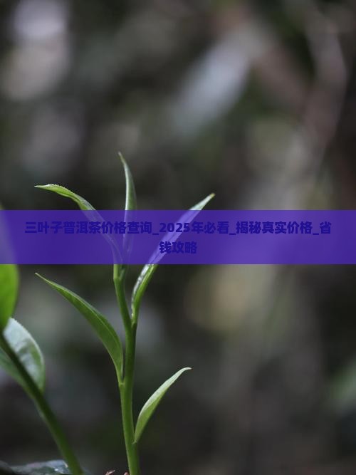 三叶子普洱茶价格查询