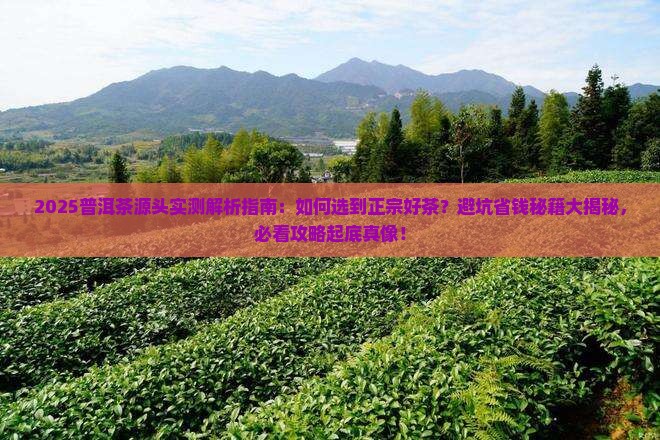 普洱茶源头评测直播